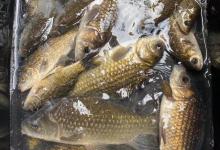 七月盛夏，作钓鲫鱼是否可行！老钓鱼人来教你行之有道的方法