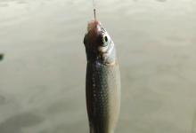 夏季白条鱼好钓，但是你知道白条鱼如何才能钓得多！分享技巧给你