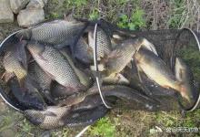 玉米粒钓不到大鱼？不是大鱼不吃，其实是用法不对