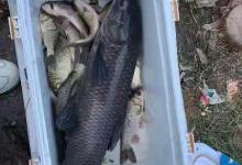 菱香荷翠蝉儿鸣，老钓鱼人说说夏日钓鱼的乐趣在何处！