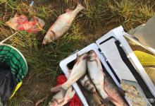 盛夏野钓鲢鳙，如何找准鱼层？这是连竿的关键