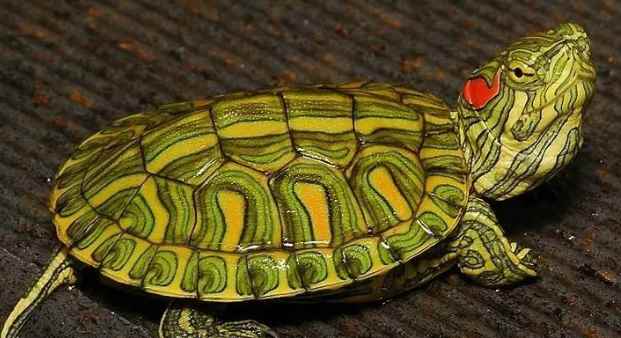 巴西斑彩龟怎么养(巴西斑彩龟怎么养?