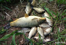 几种“铅坠躺底”，依然高灵敏度钓法，超高中鱼率