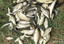 夏季天热，大鲫鱼在4种位置“避暑”，找对钓点才能连竿上鱼