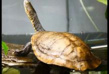 长颈龟几级保护动物（长颈龟是一种二级保护动物,已经被列入到了《世界自然保护联盟濒）