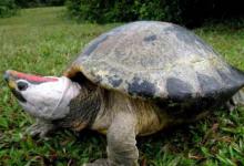 淡水龟和咸水龟的区别在哪（淡水龟和咸水龟的区别在哪?）