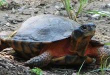 木雕水龟怕盐吗（木雕水龟怕盐吗?盐巴对以下疾病有一定疗效）