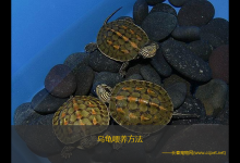 乌龟喂养方法（养乌龟的注意事项_家居频道）