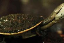 面具侧颈龟的价格（面具侧颈龟的价格?想要买的宠主看过来!）