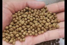 龟吃肉好还是龟粮好