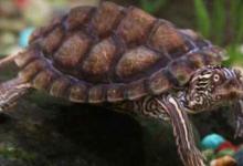 蒙面地图龟饲养方法如下（蒙面地图龟饲养方法如下,大家快来get）