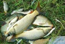 夏季从这2个方向找鱼群，满足1条有大鱼，满足2条就能连竿