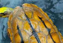 金钱龟是三线闭壳龟吗（金钱龟是三线闭壳龟吗?）