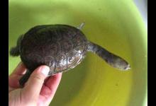 长颈龟可以冷水养吗（长颈龟可以冷水养吗?_健康频道）