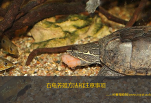 石龟养殖方法和注意事项（石金钱龟喂食的注意事项）