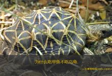 为什么吃甲鱼不吃乌龟（乌龟的营养价值,你知道多少?）