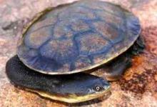 长颈龟适合的温度是多少（长颈龟适合的温度是多少?）