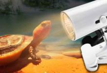 龟需要晒背灯吗（晒背灯是否需要准备,还得看饲养条件）