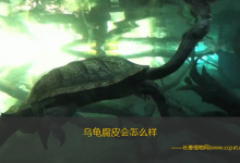 乌龟腐皮会怎么样（乌龟腐皮病通常表现为局部皮肤出现溃烂、局部组织坏死等）