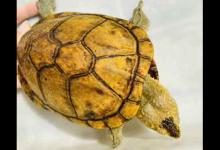 虎纹泥龟怎么饲养（虎纹泥龟怎么饲养?）