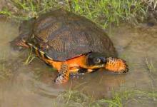 木雕水龟能长多大（木雕水龟能长多大?幼龟较难分辨性别的识别）
