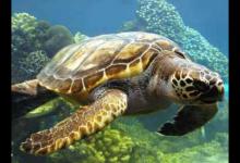 大西洋蠵龟吃什么（大西洋蠵龟吃什么?_健康频道）