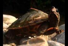 养龟须知（粉红圈锯背龟吃什么?_健康频道）