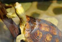 潘氏闭壳龟饲养环境有什么要求?