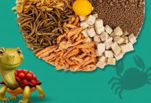 地图龟吃龟粮吗（地图龟吃龟粮的食谱有哪些?）