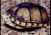 每日一学（褶皱泥龟的饲养方法还是需要多了解一下的）