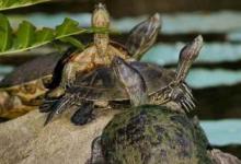 牙买加彩龟吃什么（牙买加彩龟吃什么?）