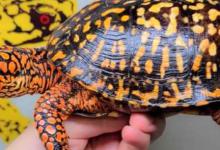 想知道东部箱龟的寿命（东部箱龟能生活在海拔1800米的地方）