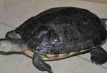 缅甸黑山龟是水龟吗（缅甸黑山龟是水龟吗?不是）