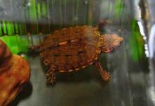 斑纹泥龟的饲养环境（斑纹泥龟的饲养环境应当提供足够的湿度和温度）