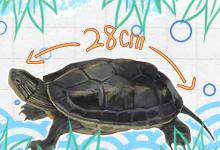 珍珠龟能长多大（珍珠龟多大能下蛋）