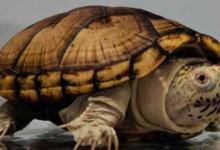 东方泥龟吃鱼吗（东方泥龟吃鱼吗?该给它吃啥呢?）