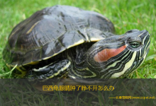 巴西龟眼睛肿了怎么办?（巴西龟眼睛肿了睁不开怎么办）