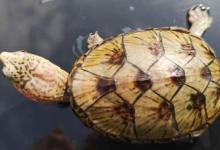 佛罗里达泥龟怎么养（佛罗里达泥龟的养殖环境要求比较高）