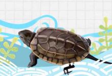 草龟龟苗怎么开食，多长时间喂一次