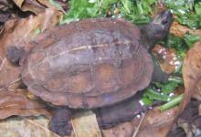 亚洲山龟的价格（亚洲山龟500）