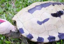 咸水泥彩龟是保护动物么（咸水泥彩龟已列入世界自然保护联盟濒危物种红色名录）