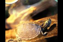 乌龟晒背灯哪个牌子好（乌龟晒背灯一般选择25W即可）