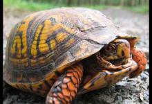 卡罗莱纳箱龟是保护动物吗（卡罗莱纳箱龟的繁殖季节）