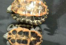 巴西龟和格兰德彩龟一样吗（巴西龟和格兰德彩龟一样吗?）