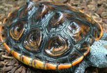 德州钻纹龟的主要区别在于外观特征