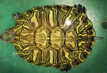 挑一只好的格兰德彩龟（如何挑一只好的格兰德彩龟?）