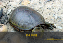 鳄龟怎样养（鳄龟是肉食动物,相比较其它乌龟来说性情要更为凶猛）