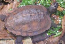 你们知道（缅甸山龟和黑山龟有什么区别?）