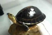 安布闭壳龟可以干养吗（安布闭壳龟可以干养吗?）