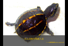 怎么训练乌龟跟人走（乌龟是比较灵性的动物,饲养时间久了自然会亲主）